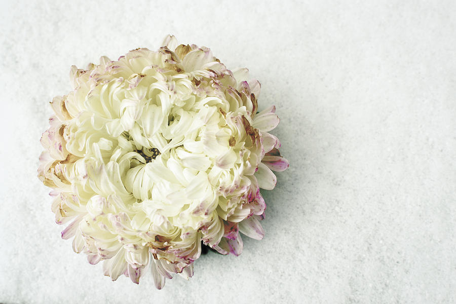 White Chrysanthemum Flower on Snow Photograph by John Williams
