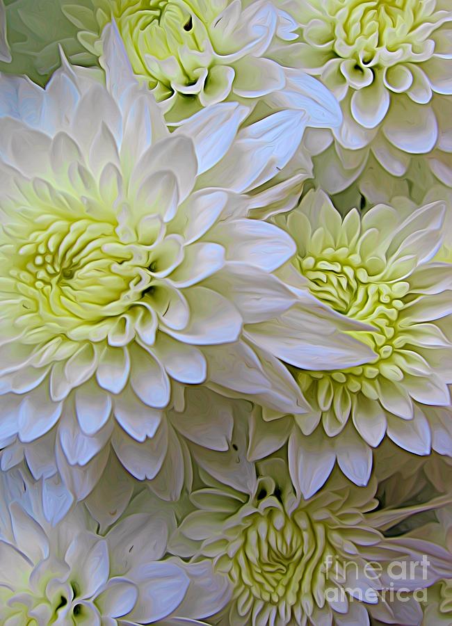 White Chrysanthemum Flowers Expressionistic Effect Photograph by Rose Santuci-Sofranko