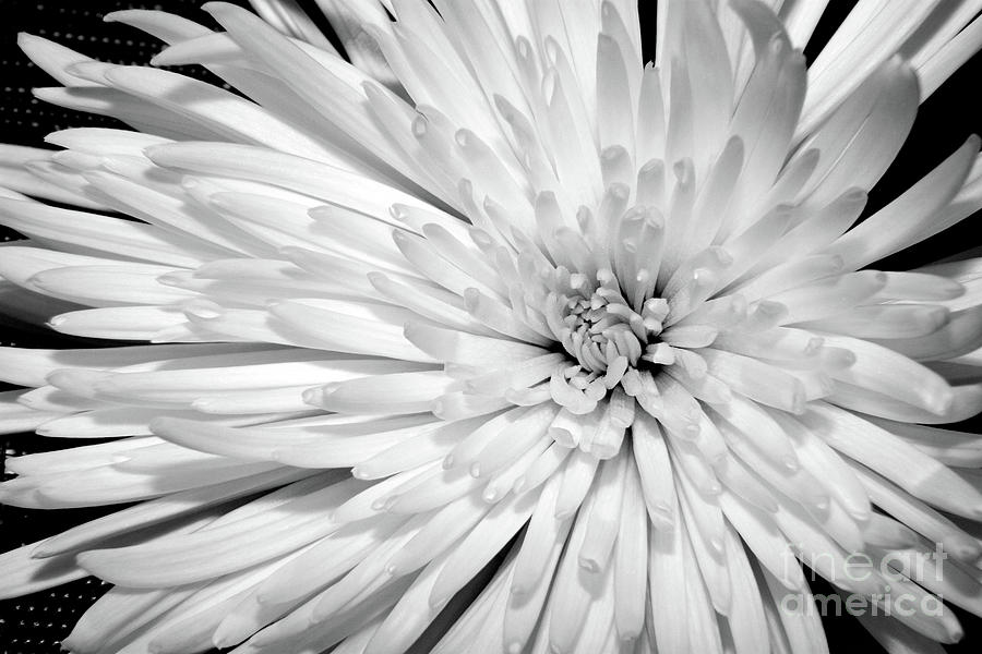 White Chrysanthemum Photograph by Julia Hiebaum - Fine Art America