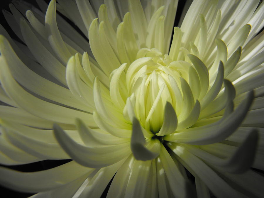 White Chrysanthemum Photograph by Lori Child - Fine Art America