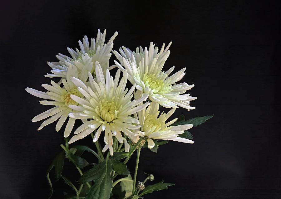 White Chrysanthemums Photograph by Jeff Townsend