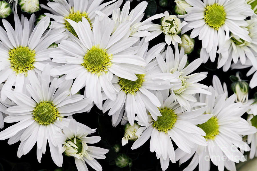 White Chrysanthemums Photograph by Stephanie Frey