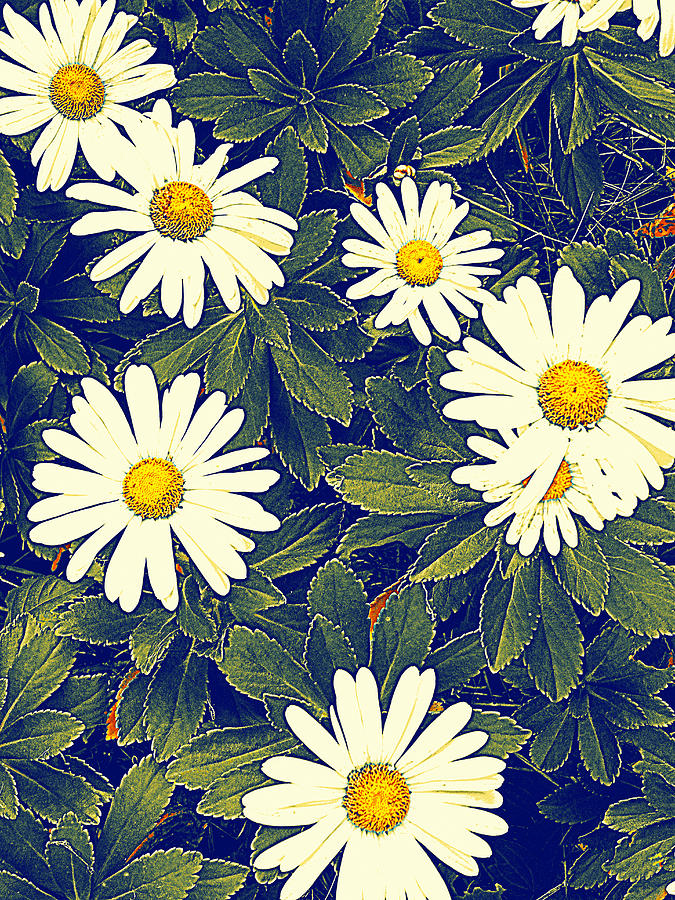 White Chrysanthemums Photograph by Susan Lafleur