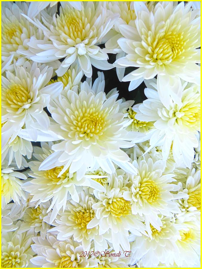 White Chrysanths Photograph by Sonali Gangane