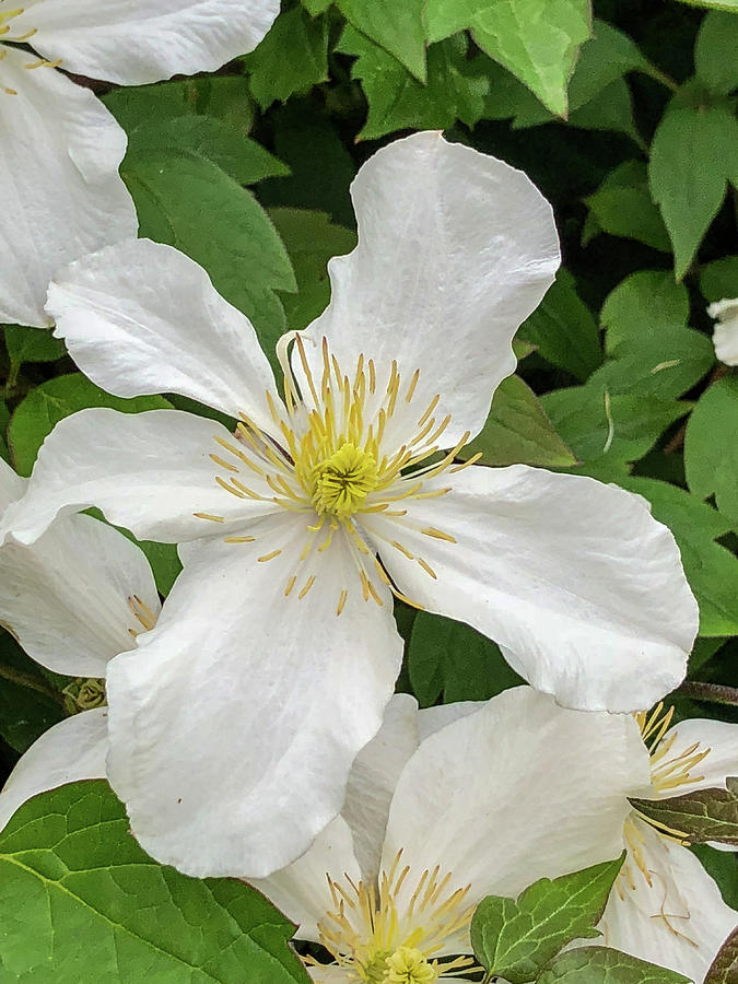 White Clematis 0808 Photograph by Teresa Wilson