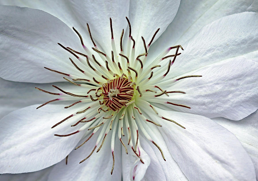 White Clematis Photograph by Debbie Oppermann