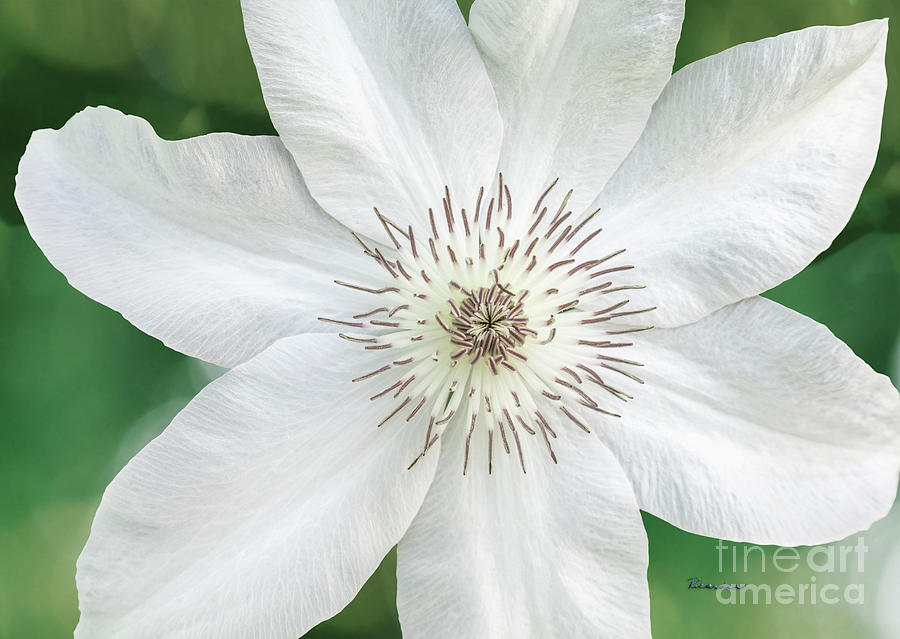White Clematis Flower Garden 50121 Photograph by Ricardos Creations