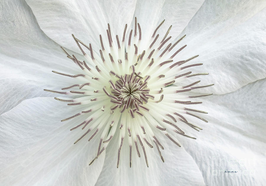 White Clematis Flower Garden 50121b Photograph by Ricardos Creations
