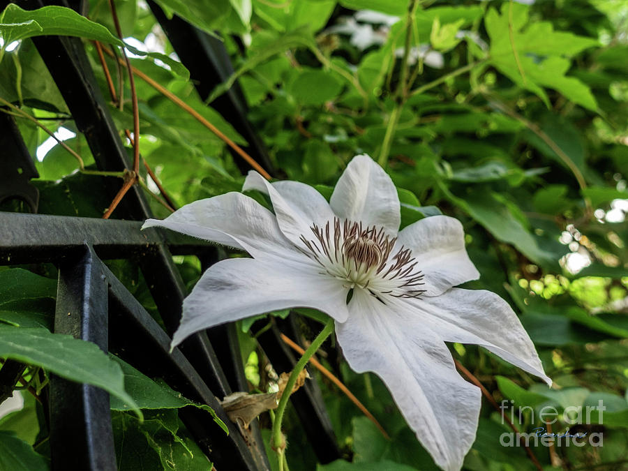 White Clematis Flower Garden 50129 Photograph by Ricardos Creations