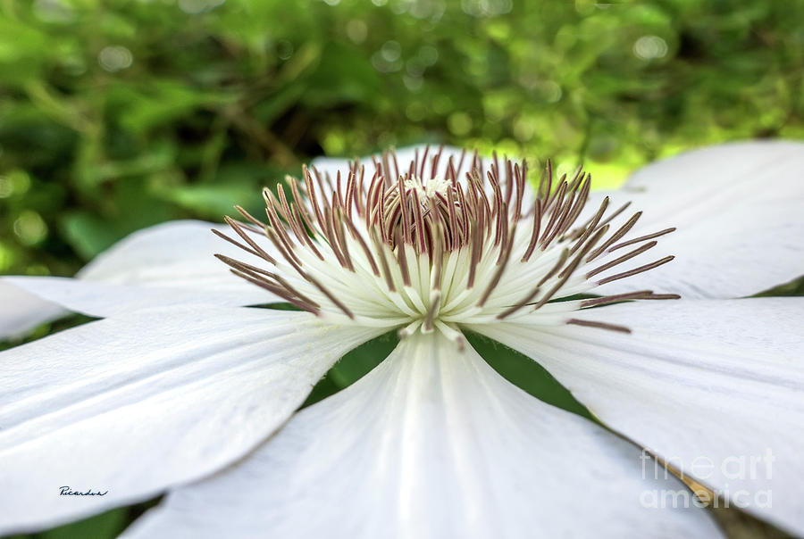 White Clematis Flower Garden 50146 Photograph by Ricardos Creations