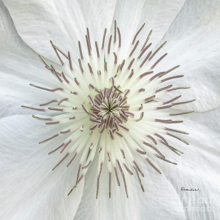 White Clematis Flower Macro 50121c Photograph by Ricardos Creations
