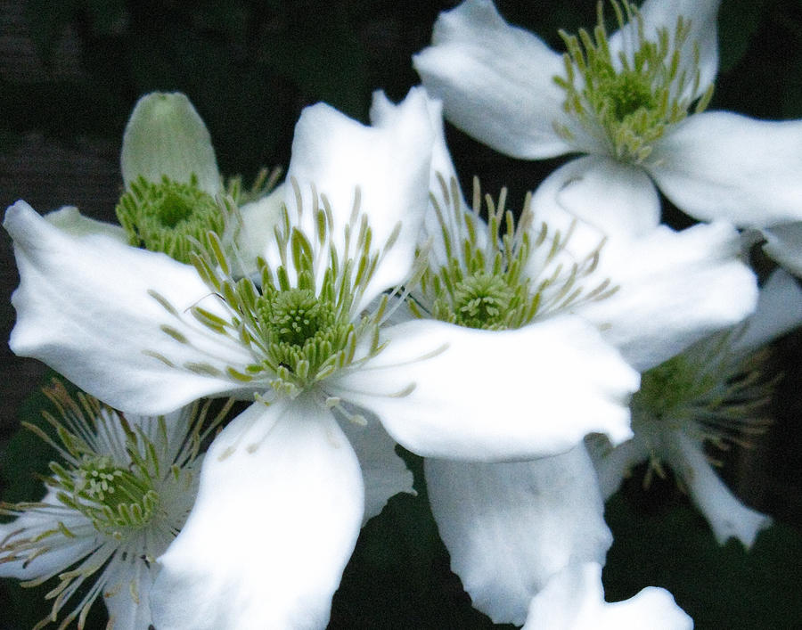 White Clematis Photograph by Margaret Hood