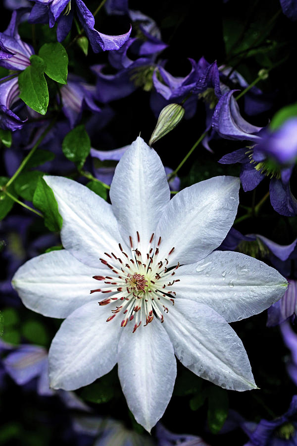 White Clematis Surrounded By Purple Clematis I Photograph by Debbie ...