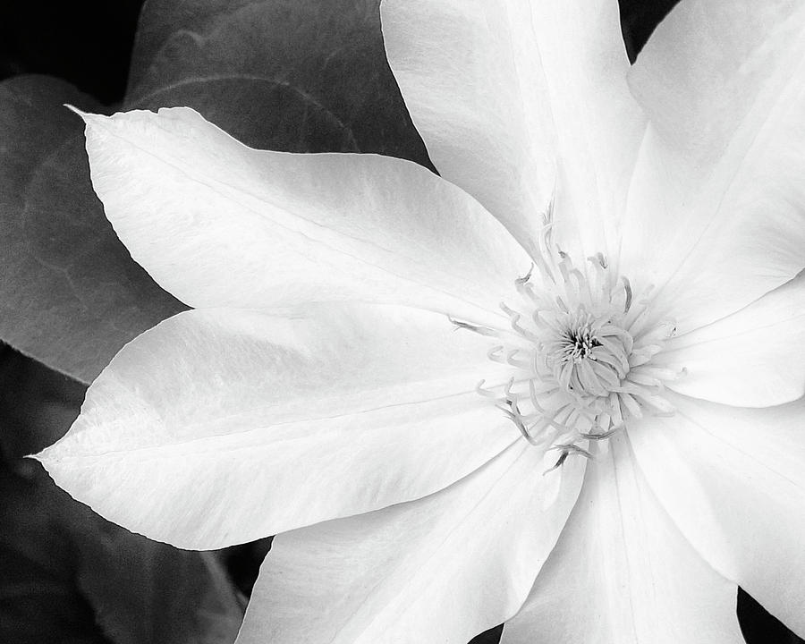 White Clematis Photograph by Tom Reynen