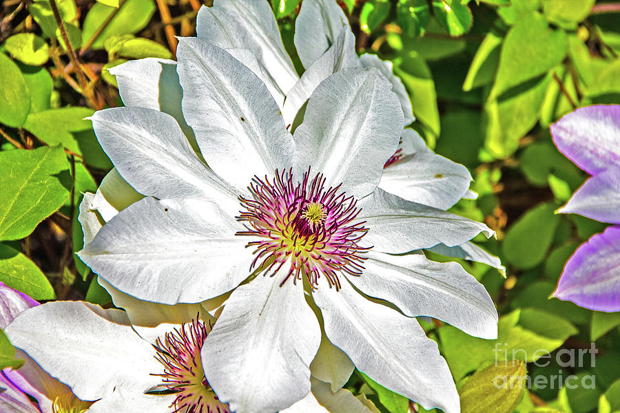 White Clematis Yellow and purple throat Photograph by David Frederick