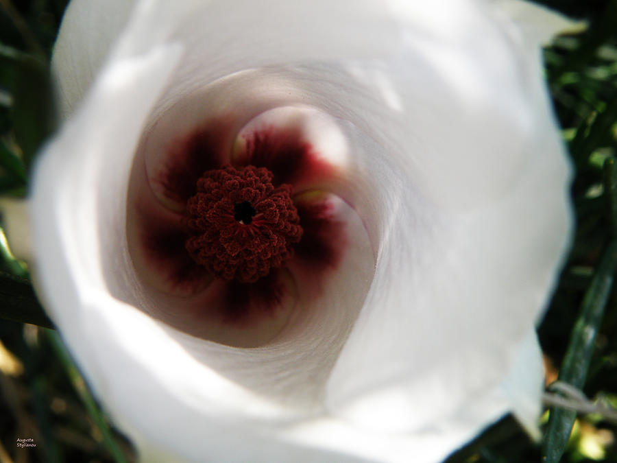 White Close-Up Flower Photograph by Augusta Stylianou