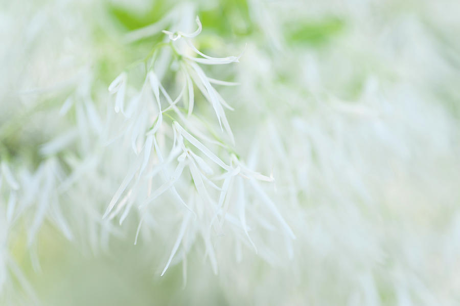White Cloud. Fringetree Bloom Photograph by Jenny Rainbow