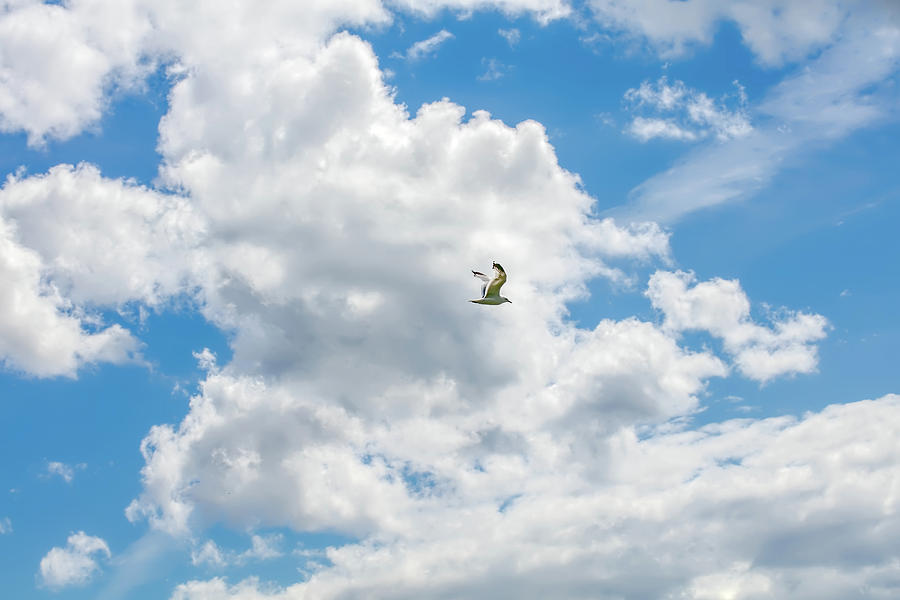White clouds and bird Photograph by Leif Sohlman