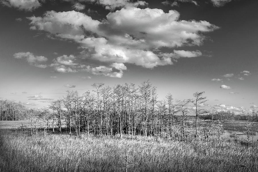 White Clouds over the Cypress Grove in Black and White Photograph by Debra and Dave Vanderlaan