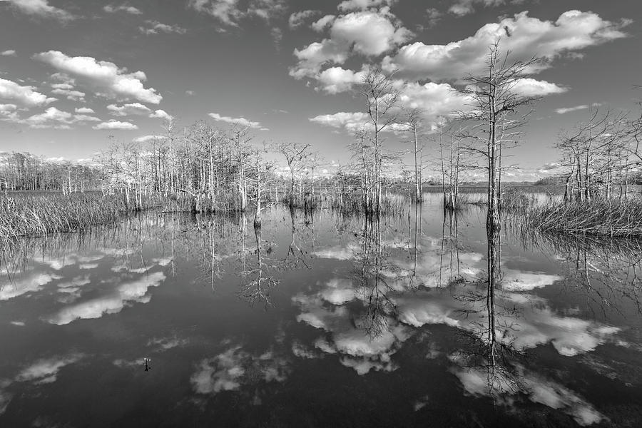 White Clouds over the Everglades Black and White Photograph by Debra and Dave Vanderlaan