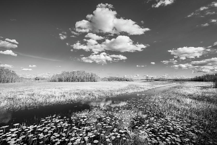 White Clouds over the Marsh in Black and White Photograph by Debra and Dave Vanderlaan
