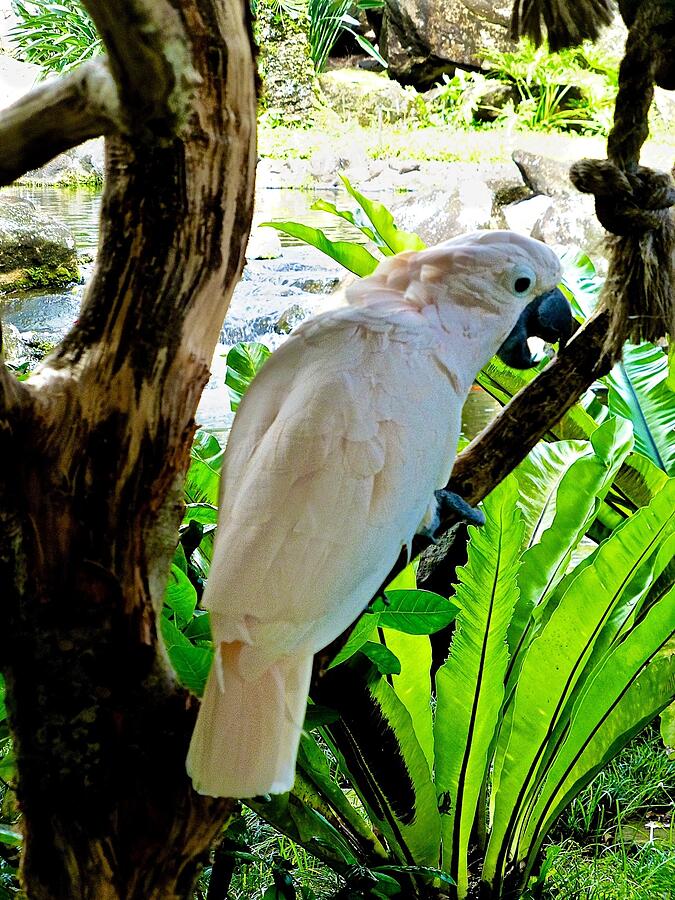 White Cockatoo Photograph by Barbara Zahno