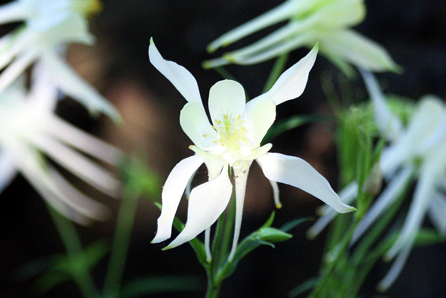 White Columbine and Bokeh Photograph by Sheila Brown