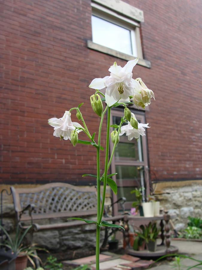 White Columbine Mixed Media by Anthony Seeker