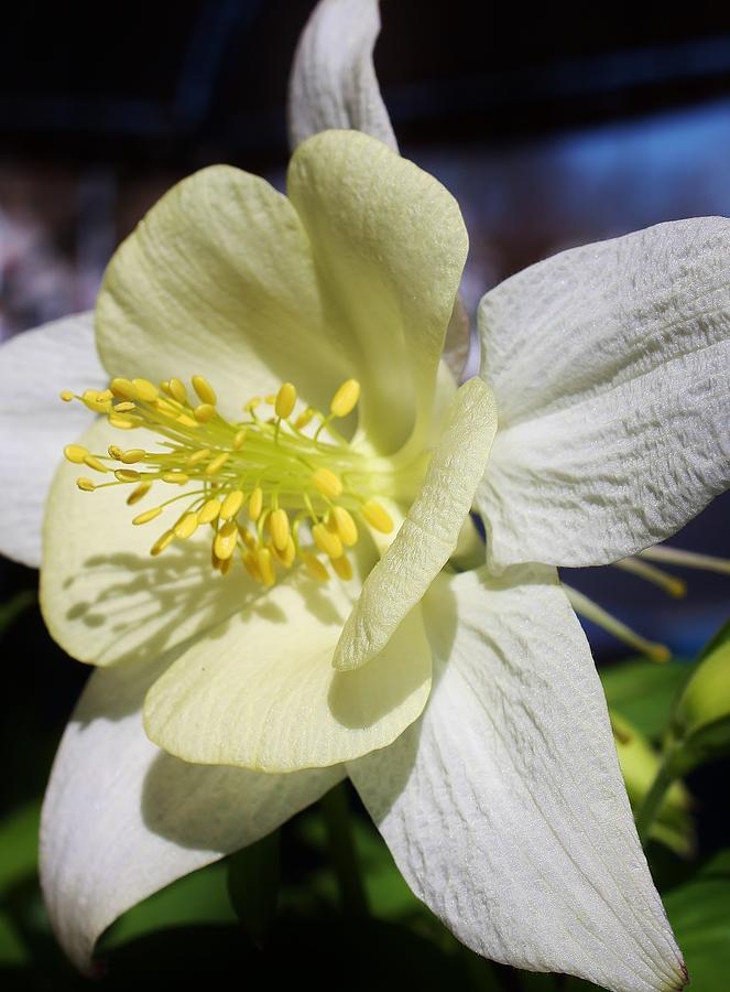 White Columbine Blossom Photograph by Bruce Bley