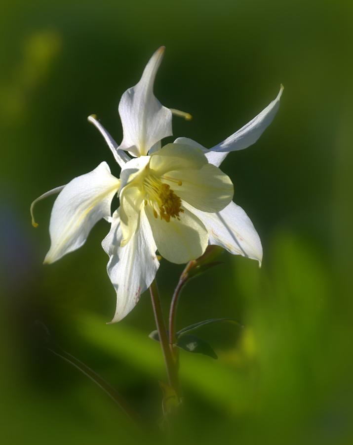 White Columbine Flower Photograph by Nathan Abbott