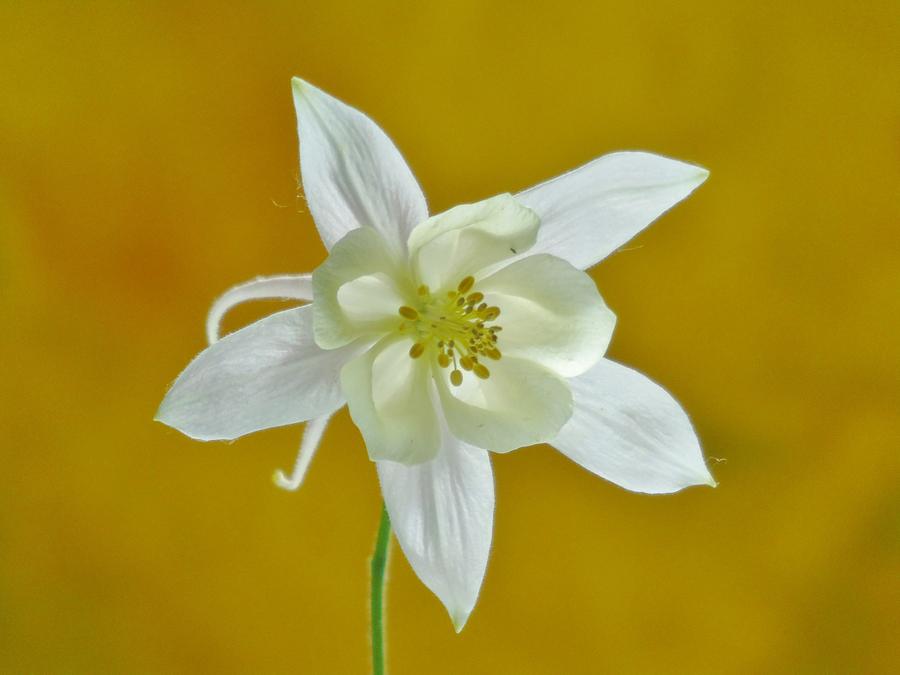 White Columbine Flower on Yellow Photograph by Barbara St Jean