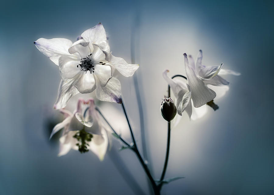 White columbine flowers Photograph by Jaroslaw Blaminsky