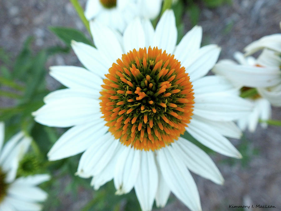 White Cone Flower Photograph by Kimmary MacLean