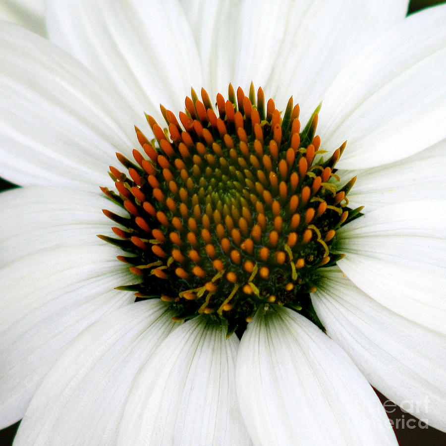 White Coneflower Square Close-up Photograph by Karen Adams