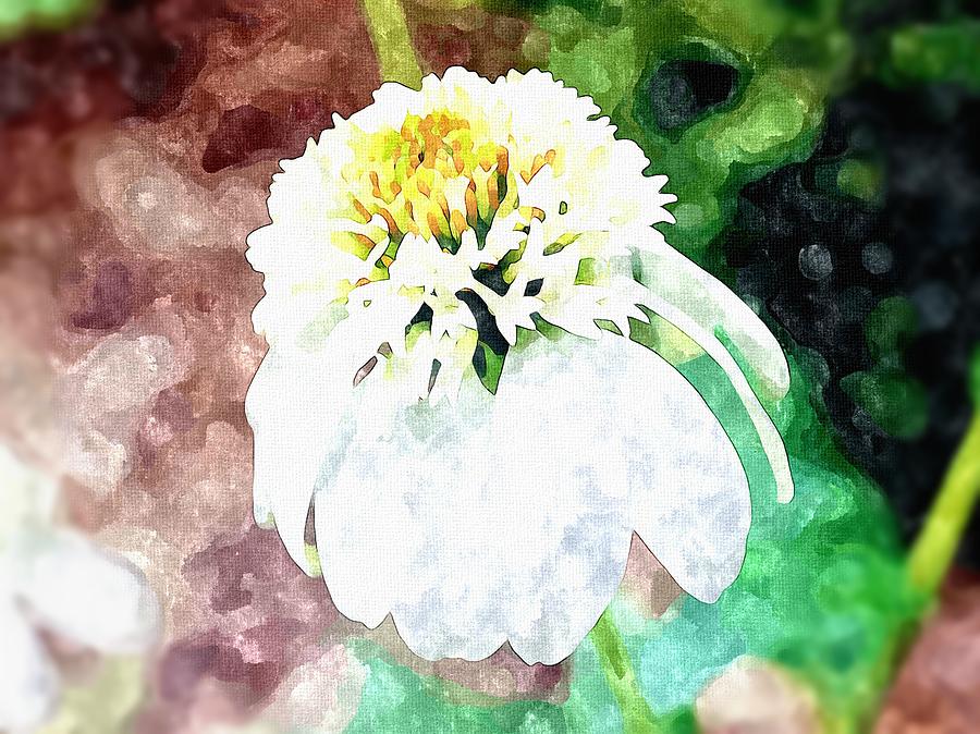 White Coneflower Watercolor Mixed Media by Mary Pille