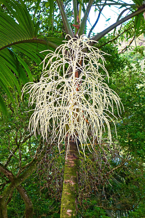 White Confetti Palm Photograph by Robert Meyers-Lussier