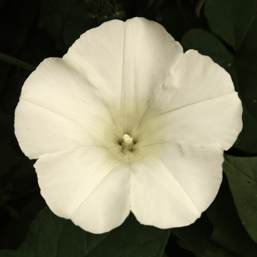 White Convolvulus Photograph by Adrian Wale