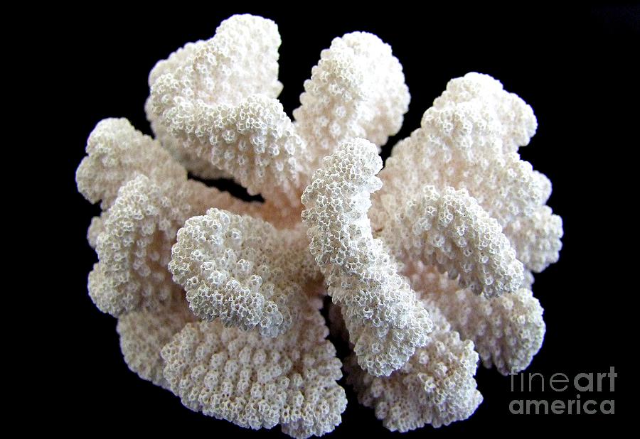 White Coral Photograph by Mary Deal