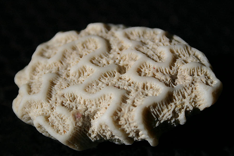 Coral Photograph - White Coral by Mary Haber