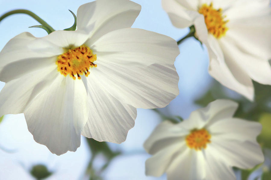 Flower Photograph - White Cosmos-2 by Nina Bradica