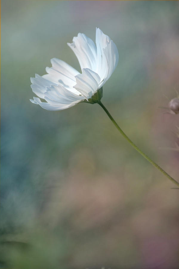 White Cosmos Photograph by Ann Bridges