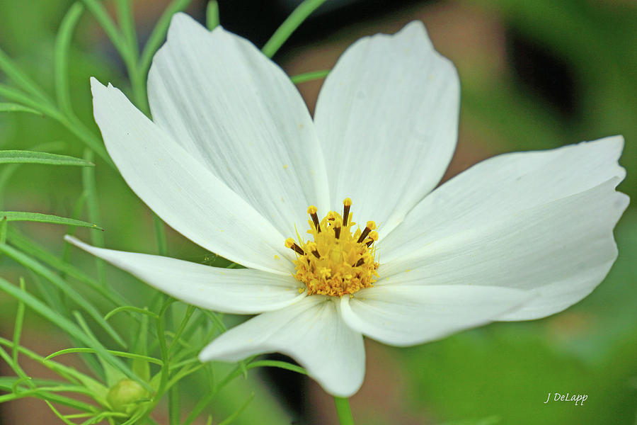 White Cosmos Photograph by Janet DeLapp