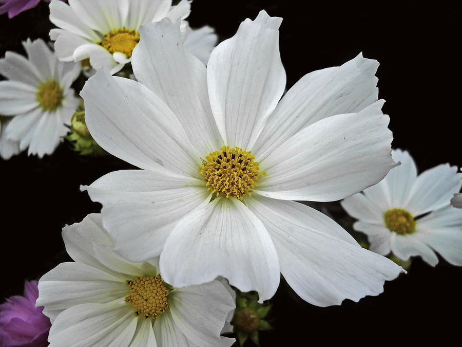 White Cosmos Photograph by Judy Hall-Folde