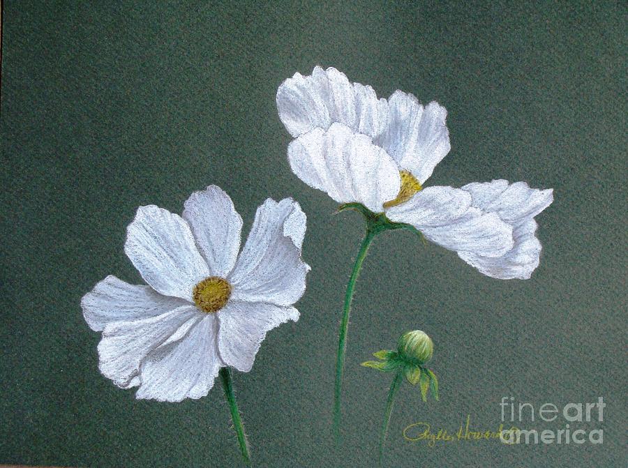 White Cosmos Drawing by Phyllis Howard
