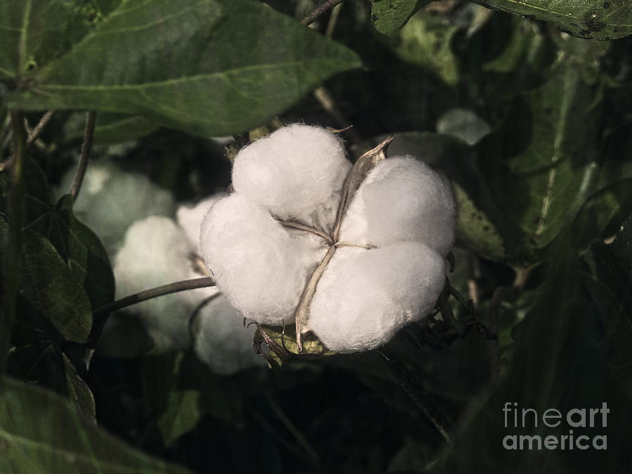 White Cotton Photograph by Ella Kaye Dickey
