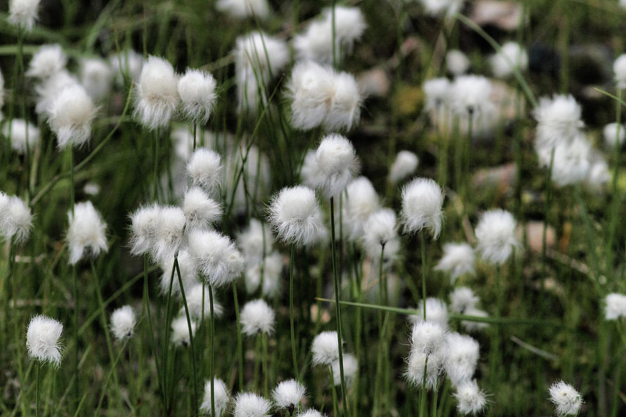 White Cottongrass Photograph by Pekka Sammallahti