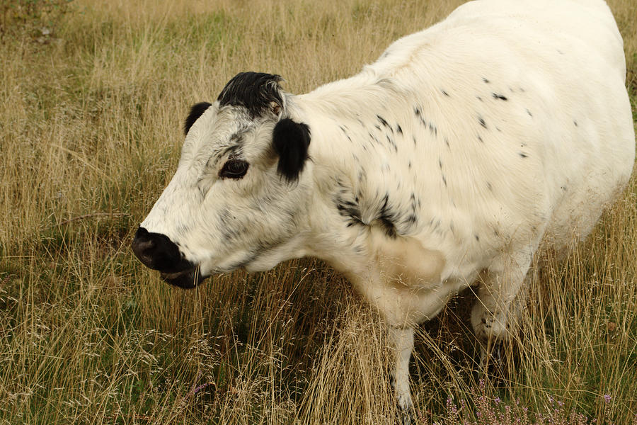White Cow In Long Grass Photograph by Adrian Wale