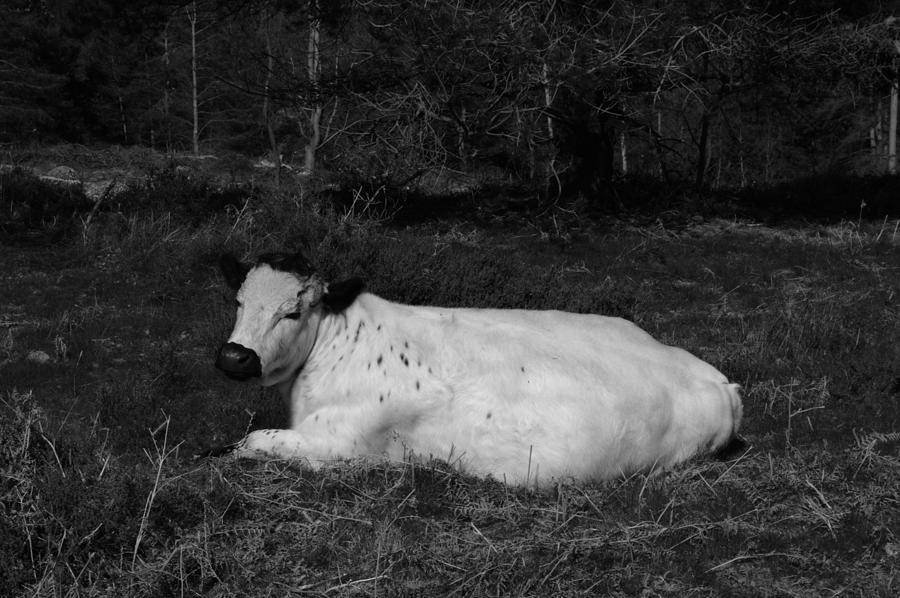 Black And White Photograph - White Cow Luxuriates by Adrian Wale