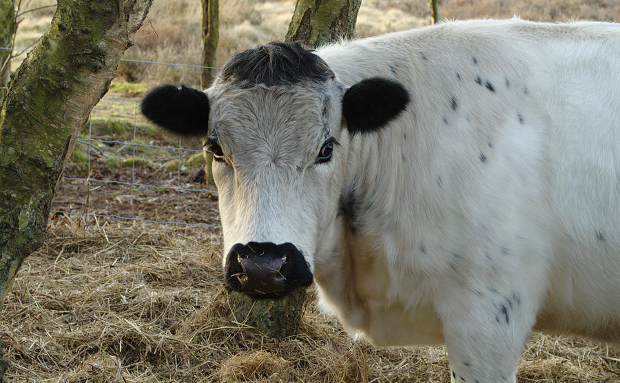 White Cow Portrait Photograph by Adrian Wale