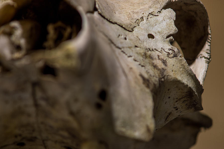 White Cow Skull Detail Photograph by Chris Bordeleau